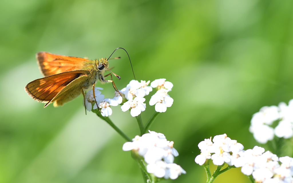 DS5_8168.jpg