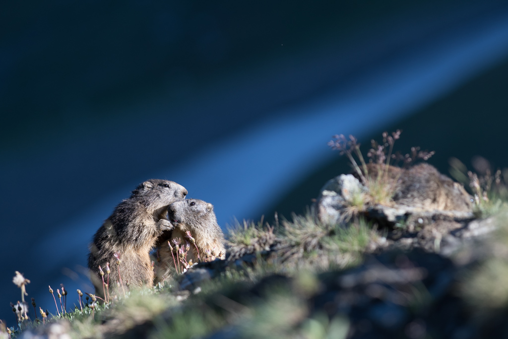 Marmotte_167.jpg