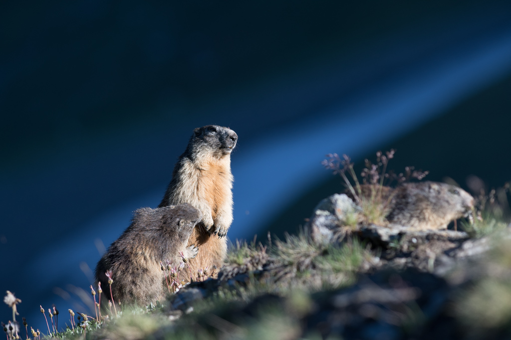 Marmotte_168.jpg