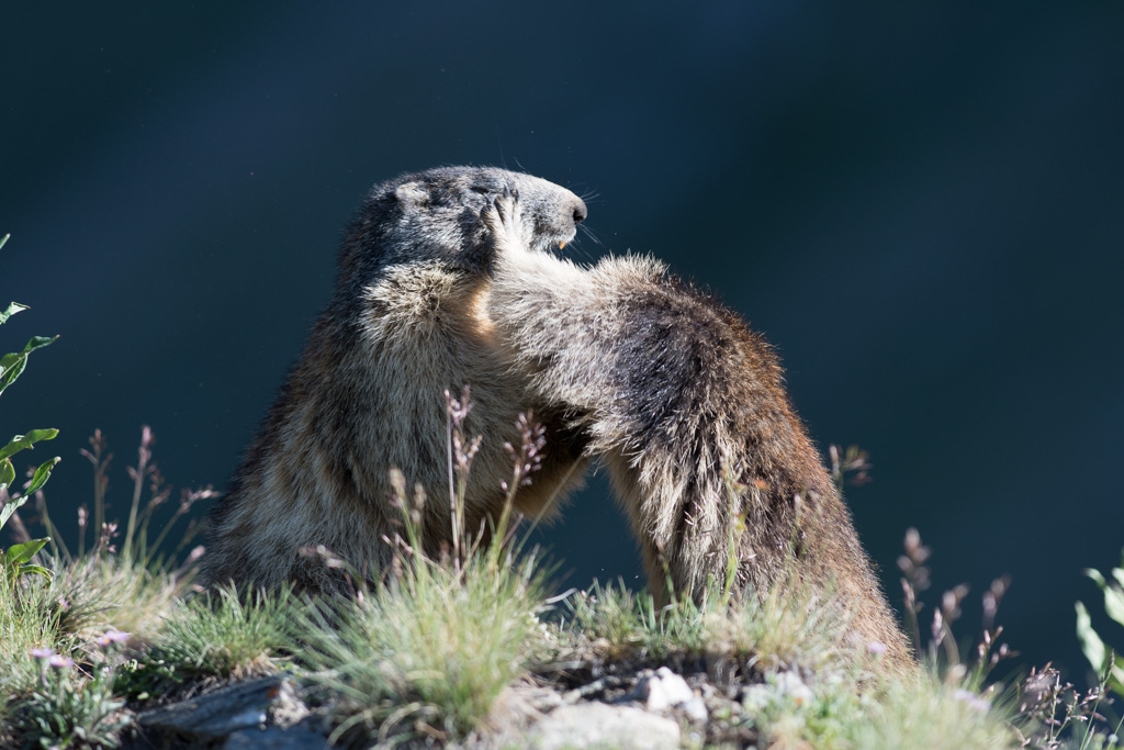 Marmotte_170.jpg