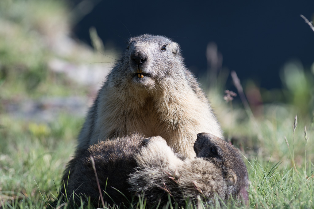 Marmotte_173.jpg