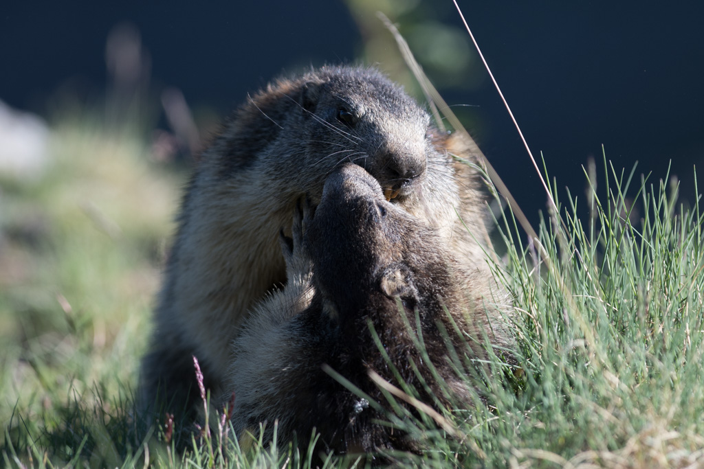 Marmotte_174.jpg