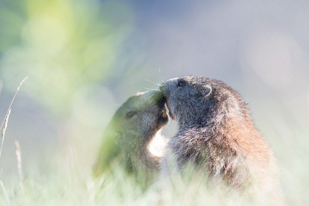 Marmotte_175.jpg