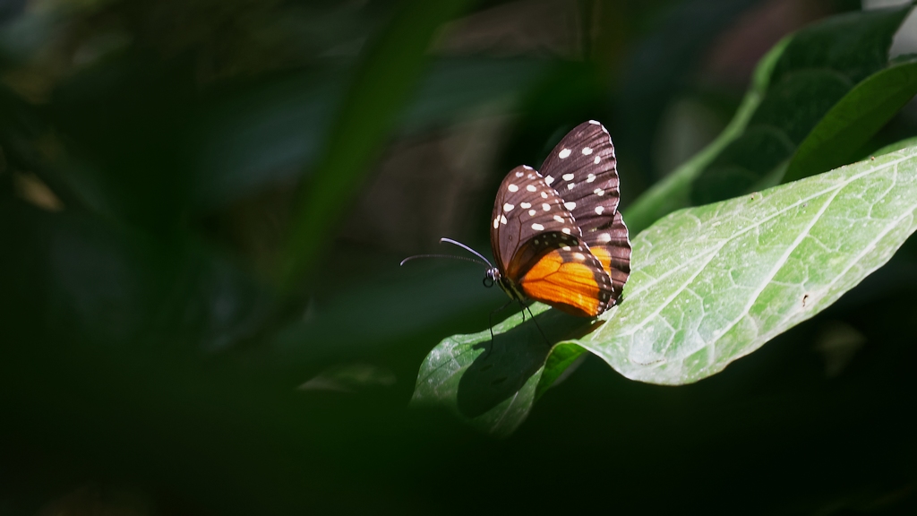 DSC_5864_DxO.JPG
