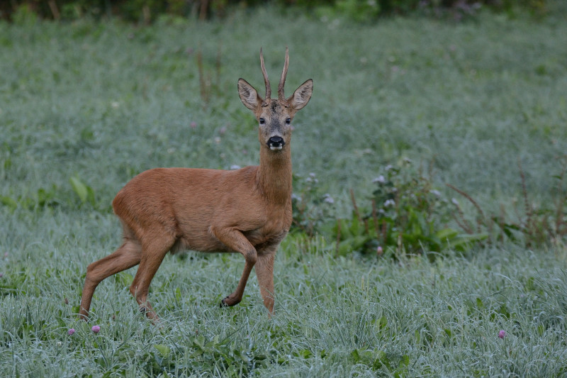 DSC_2646_00154.JPG