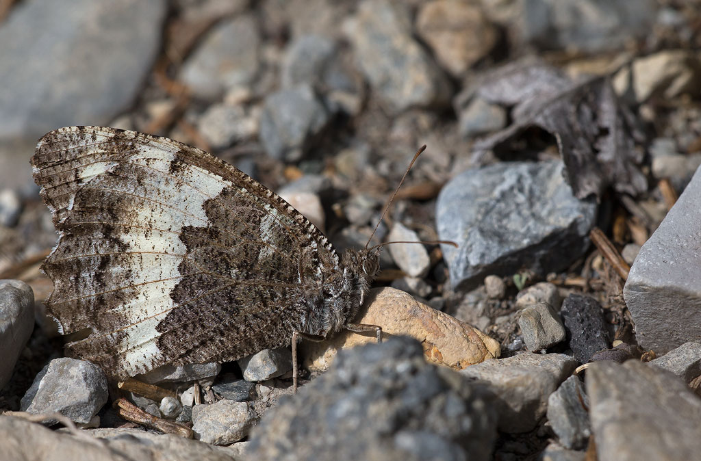 _MGL0382-silène.jpg