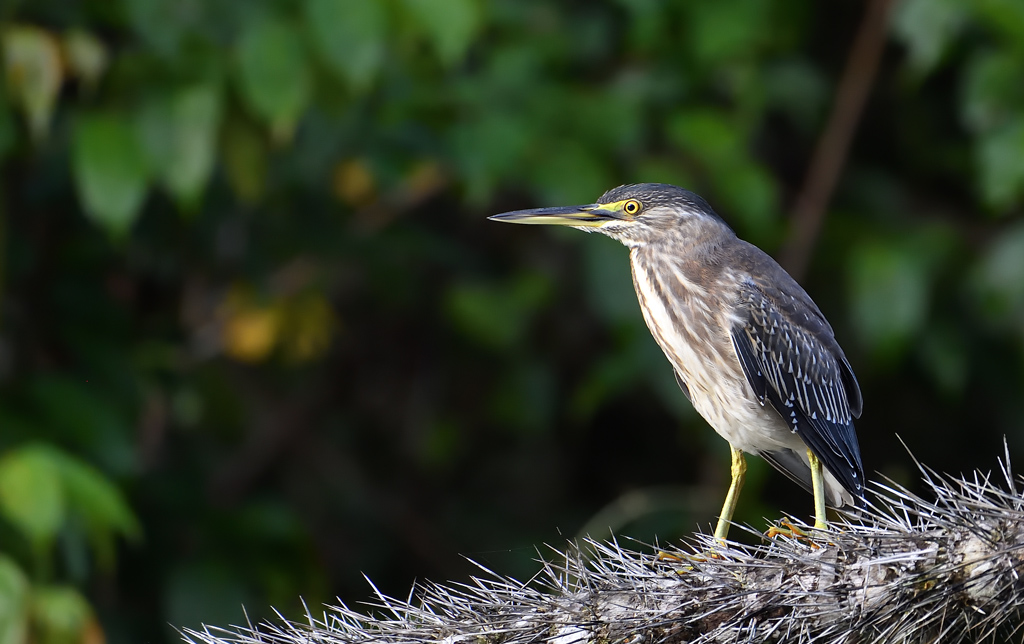 DS5_5810.jpg