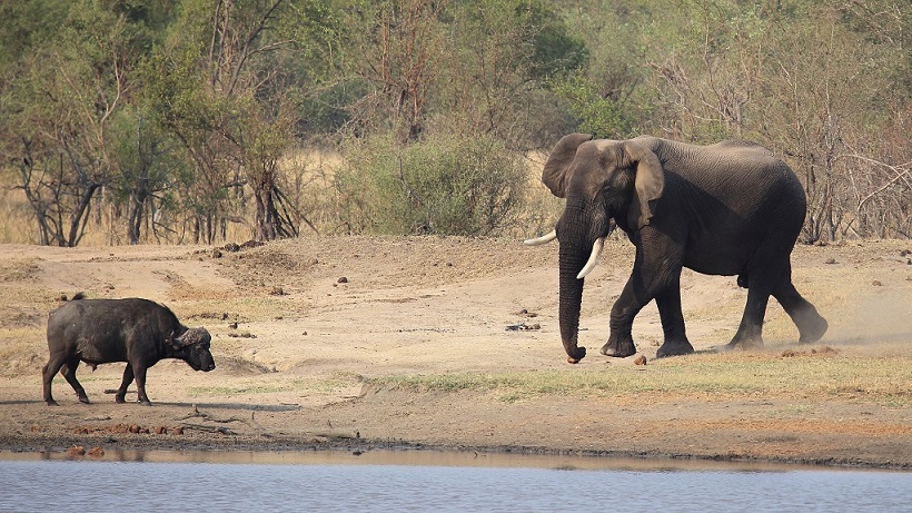064 Elephant et buffle.jpg