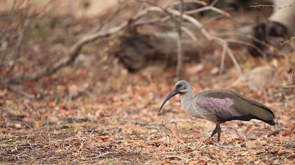 070 Ibis haguedash.jpg