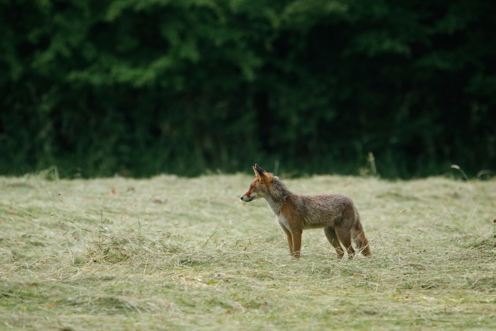 _MG_2395dup.JPG