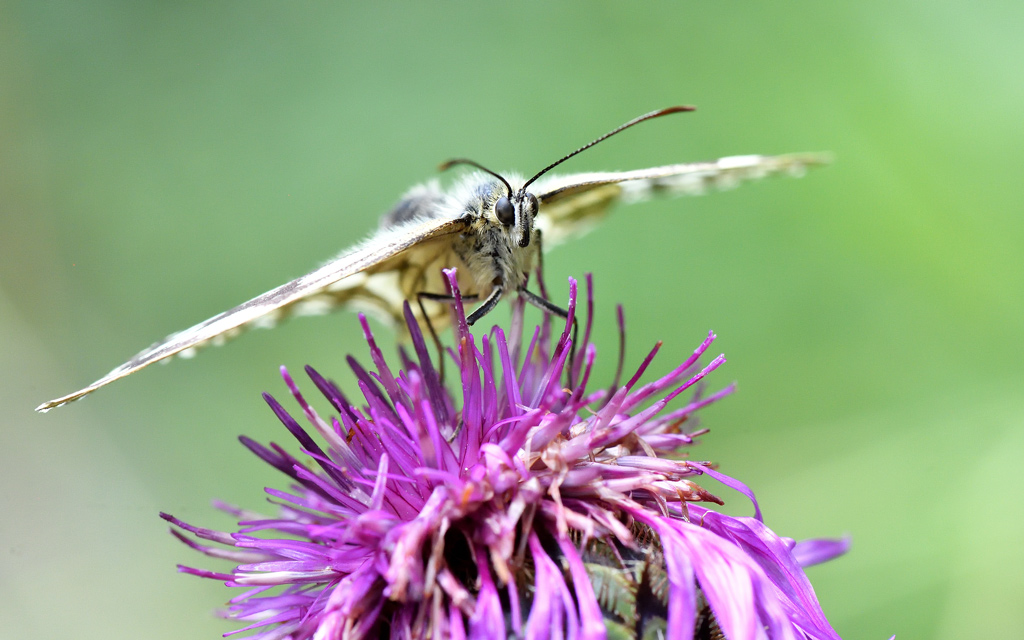 DS5_8018.jpg