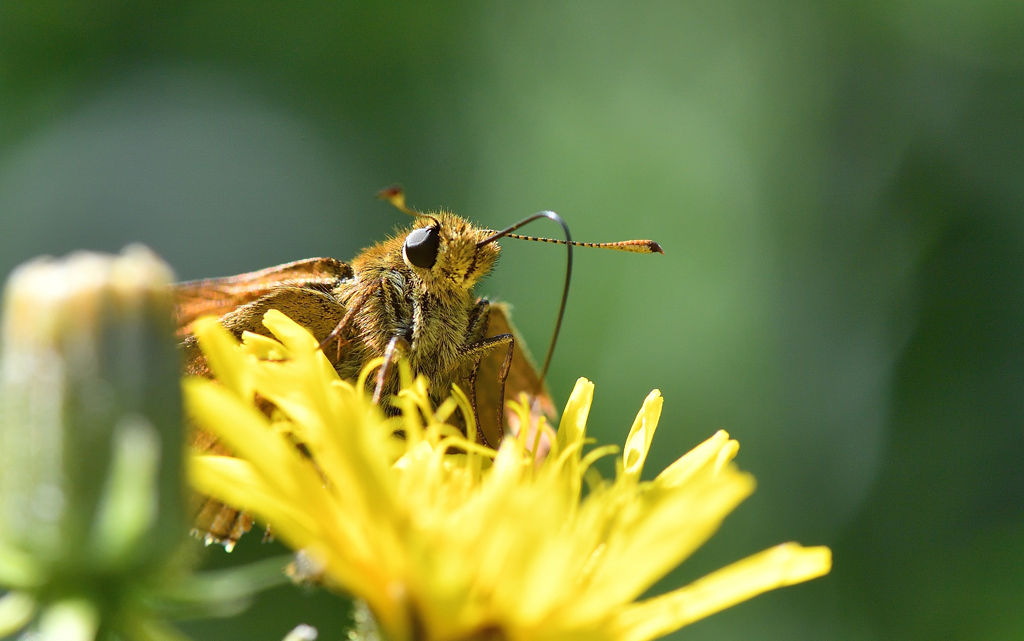 DS5_8087.jpg