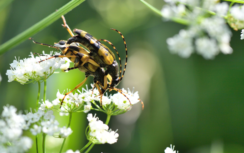 DS5_8096.jpg