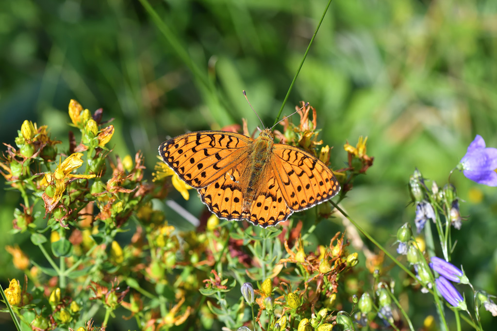 DS5_8121.jpg