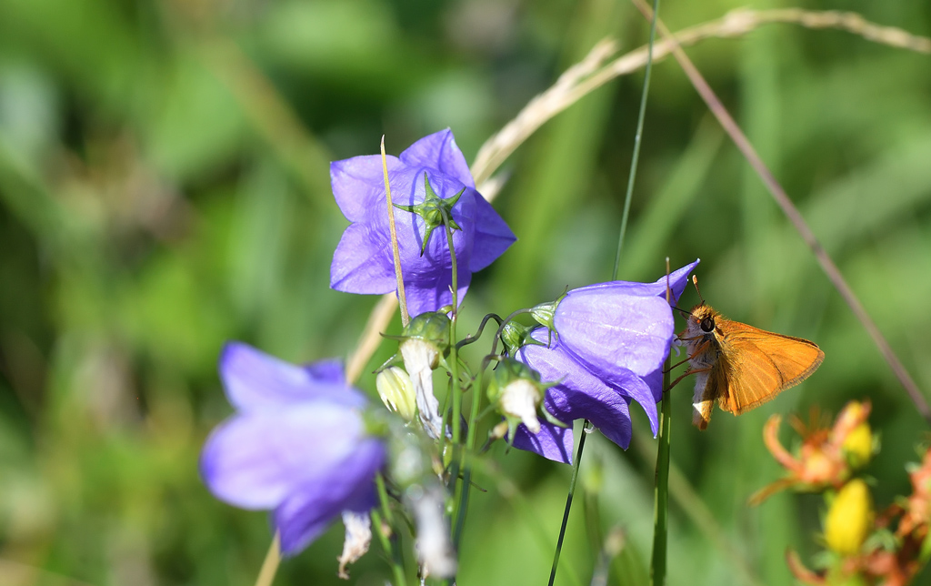 DS5_8125.jpg