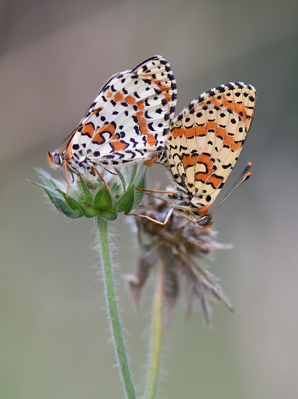 DS5_8338.jpg