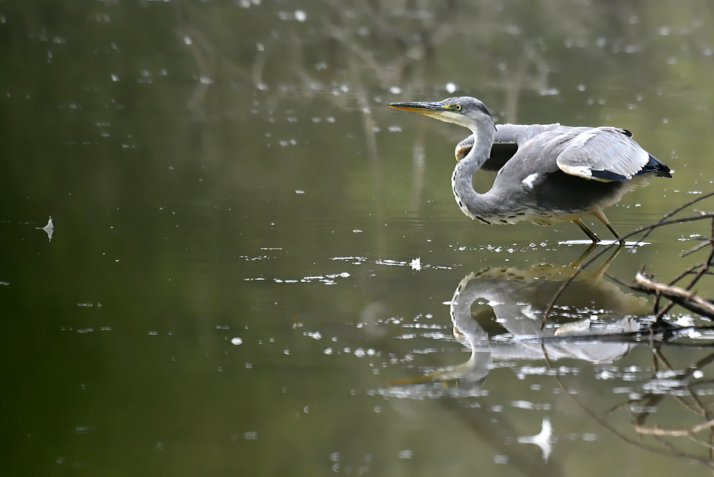 DSC_4249IN.jpg