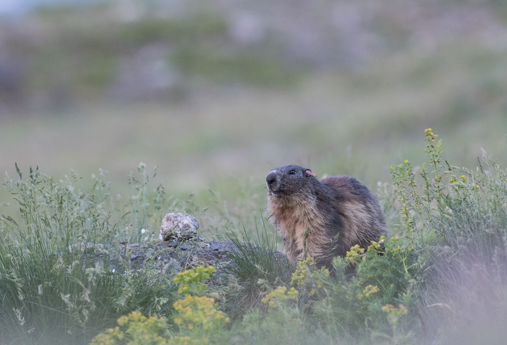 Marmotte_176.jpg