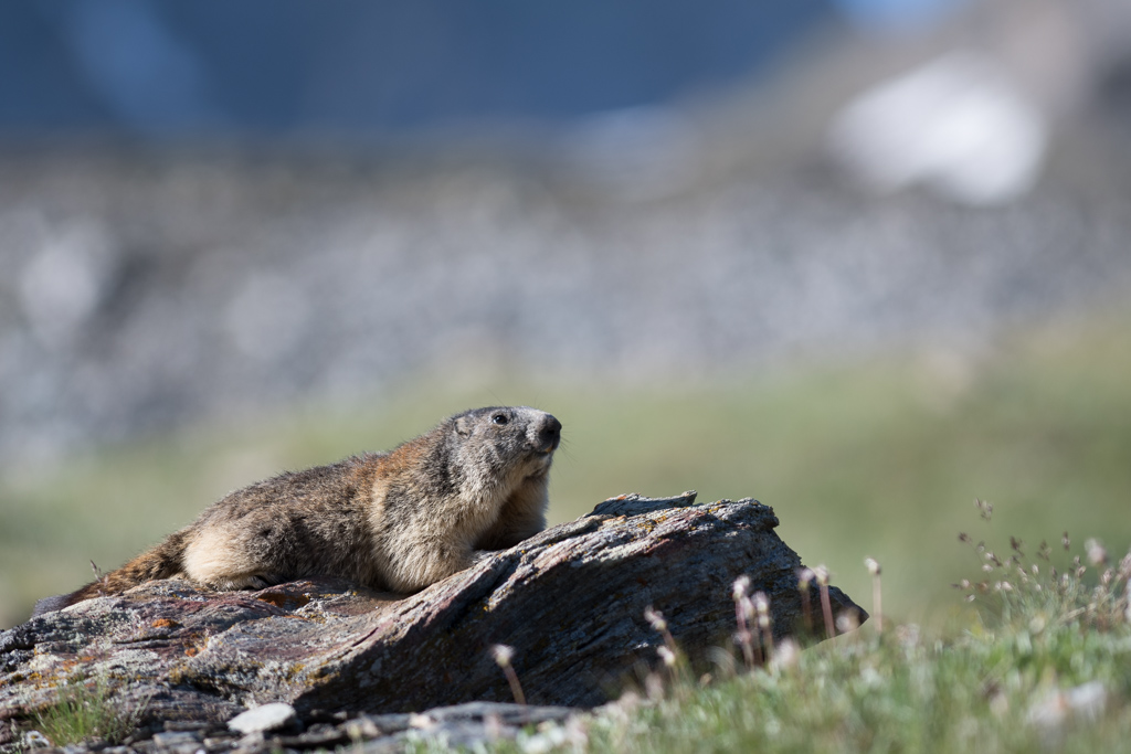 Marmotte_177.jpg