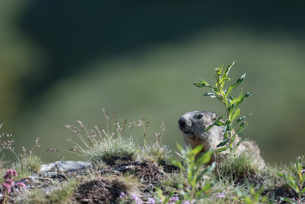Marmotte_178.jpg
