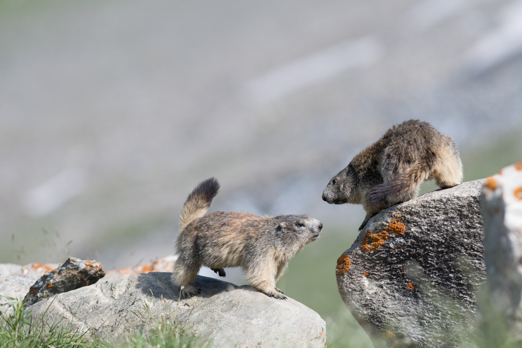 Marmotte_179.jpg