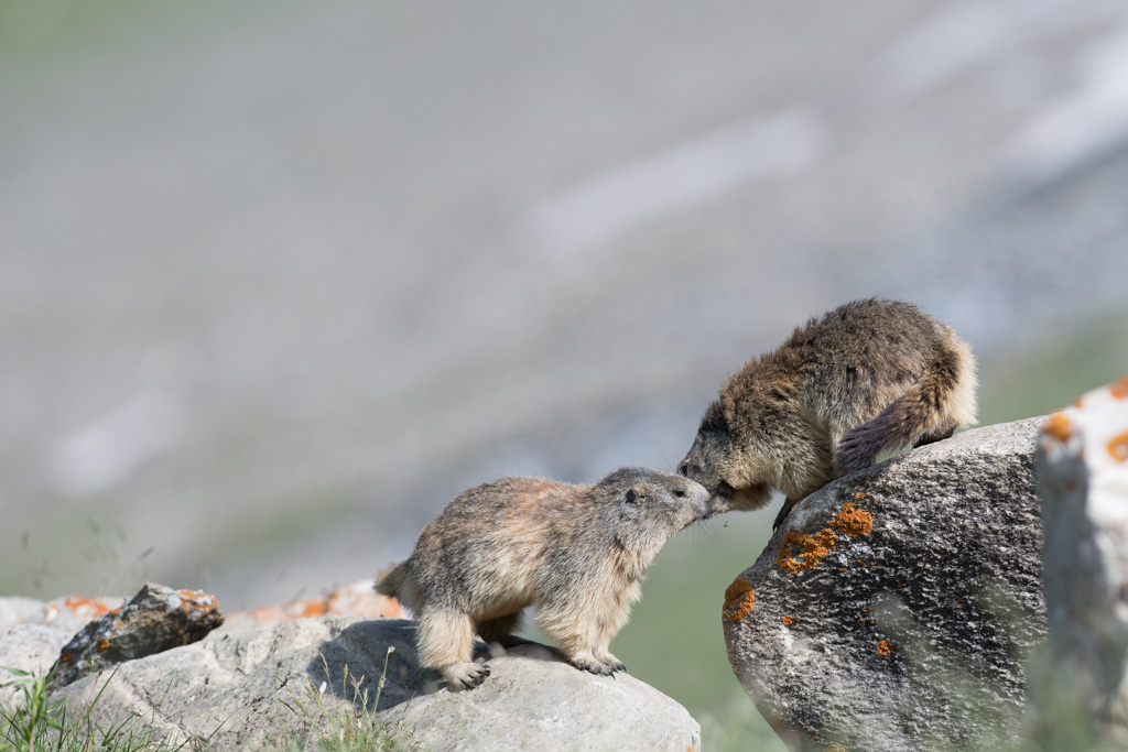 Marmotte_180.jpg