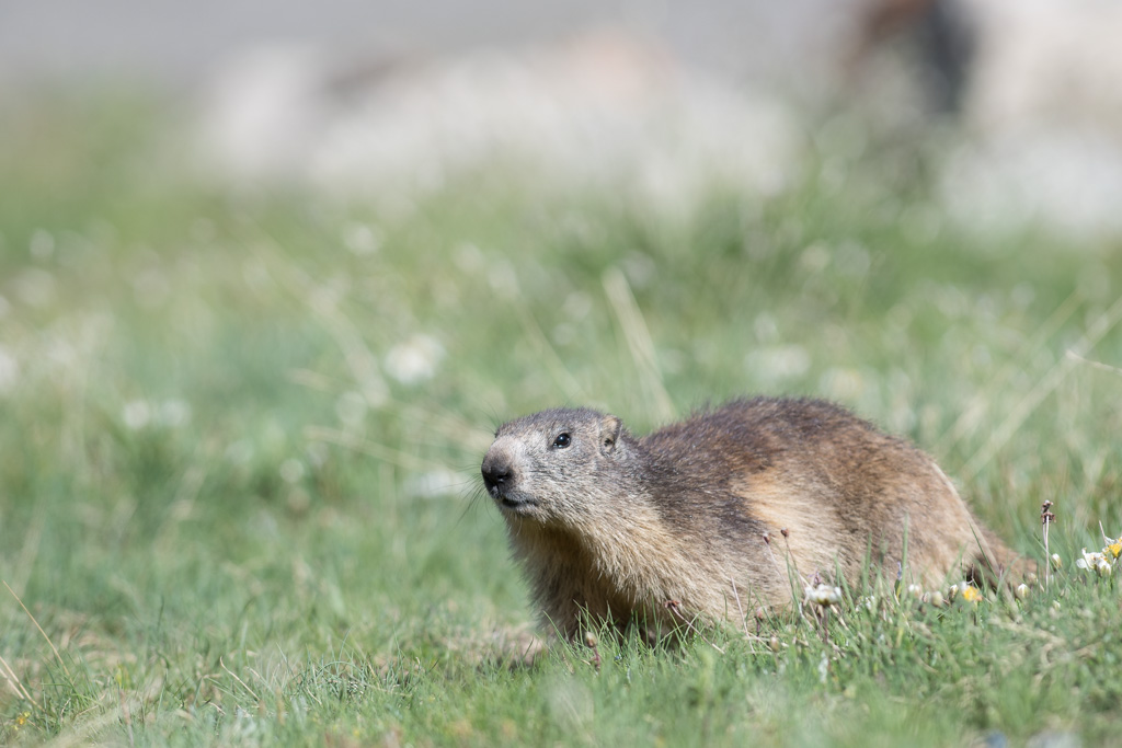 Marmotte_183.jpg