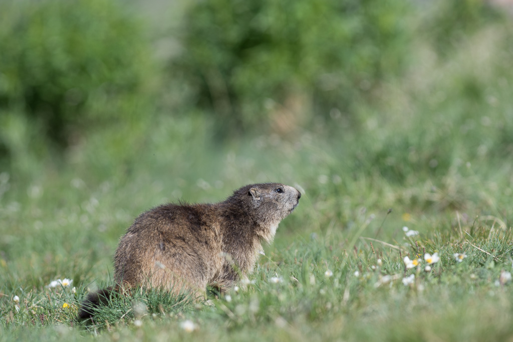 Marmotte_184.jpg