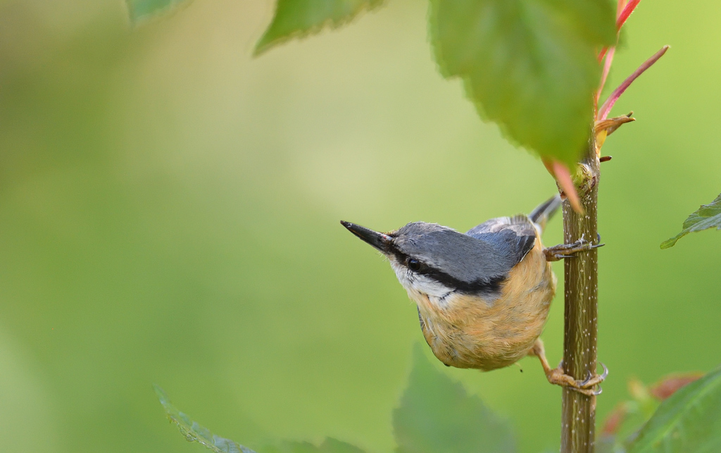 DS5_2640.jpg