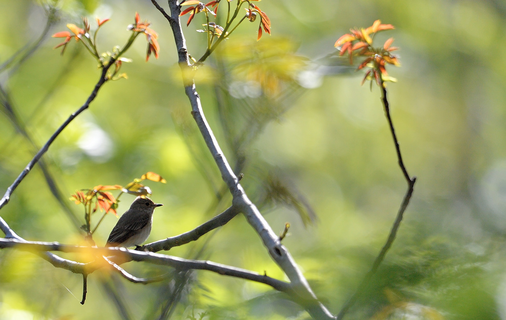 DS5_2674.jpg