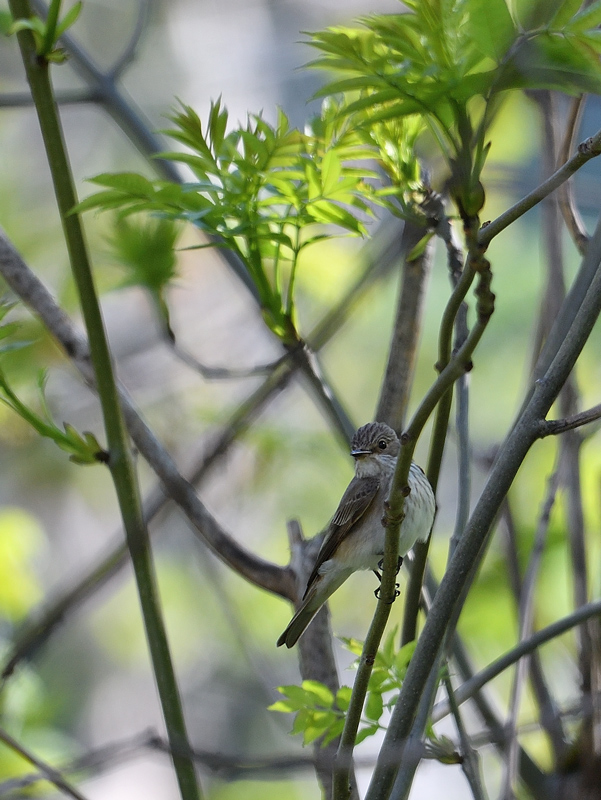 DS5_2686.jpg