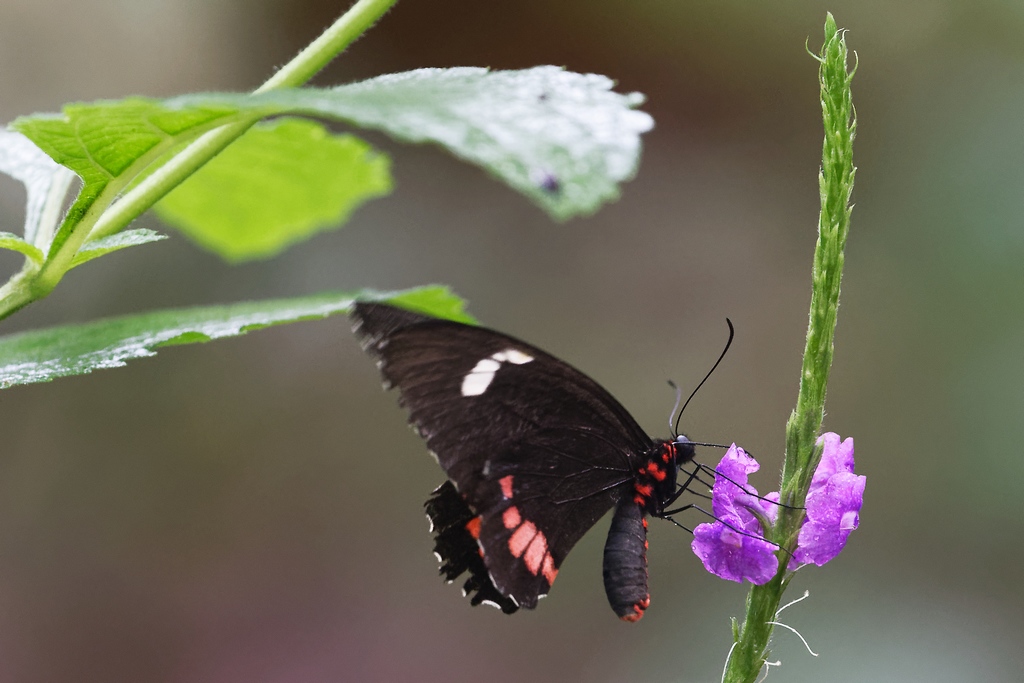 DSC_5970_DxO.JPG
