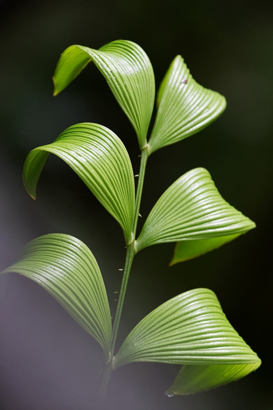 DSC_5979_DxO.JPG