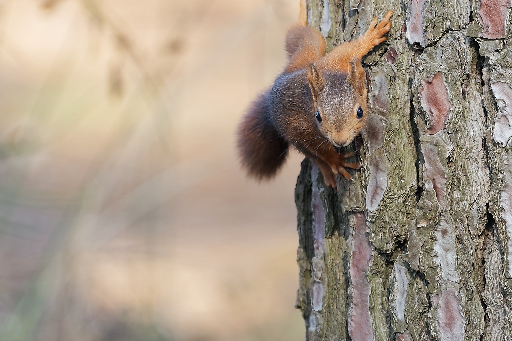 DSC_1625_DxO.jpg