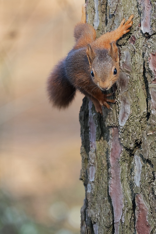 DSC_1625_DxO-1.jpg