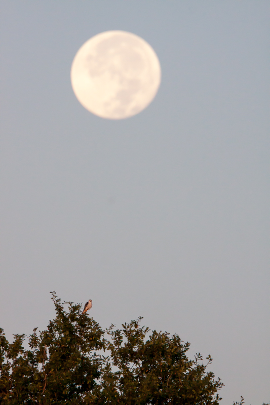 lune.jpg