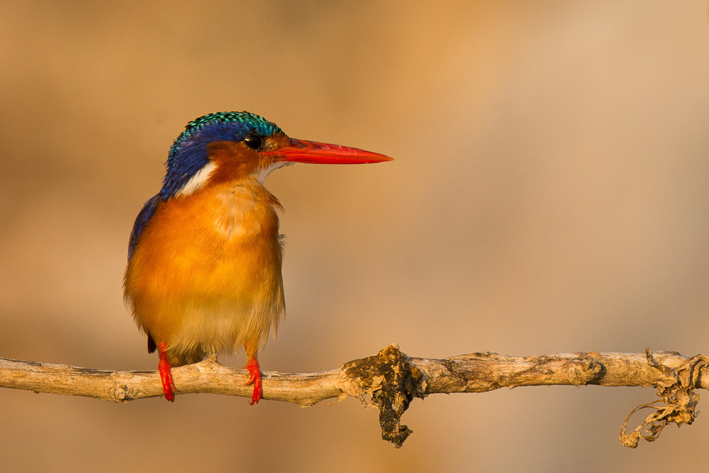 Martin-pêcheur huppé (Malachite Kingfisher)sans titre-3.jpg