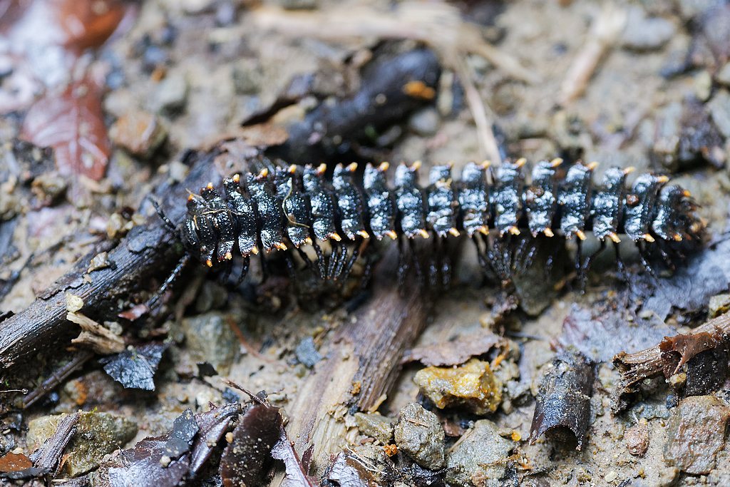 DSC_6065_DxO.JPG