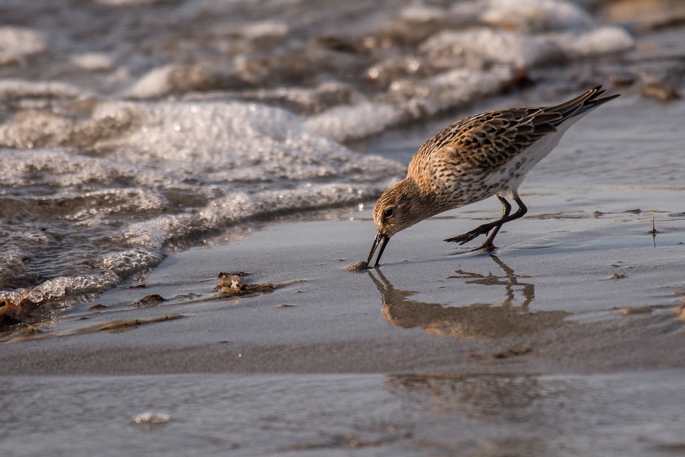 D50_5073-1in.jpg