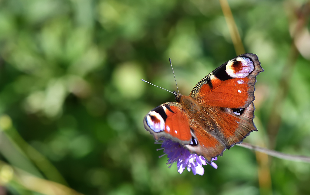 DS5_8989.jpg