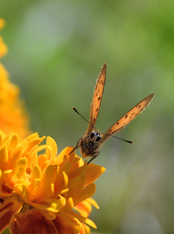 DS5_8756.jpg