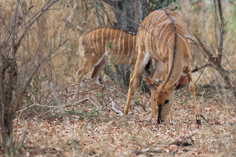 100 Nyala.jpg