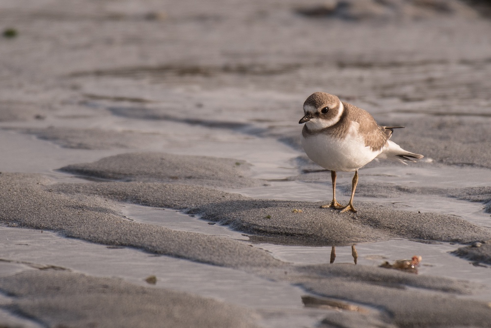 D50_6710-1in.jpg
