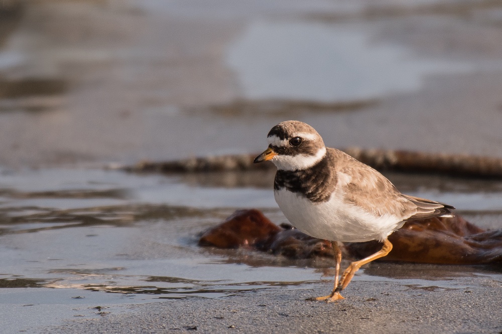 D50_6755-1in.jpg