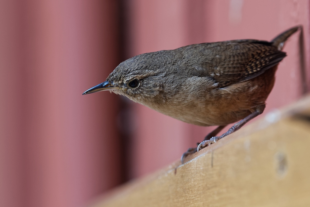 DSC_6122_DxO.JPG
