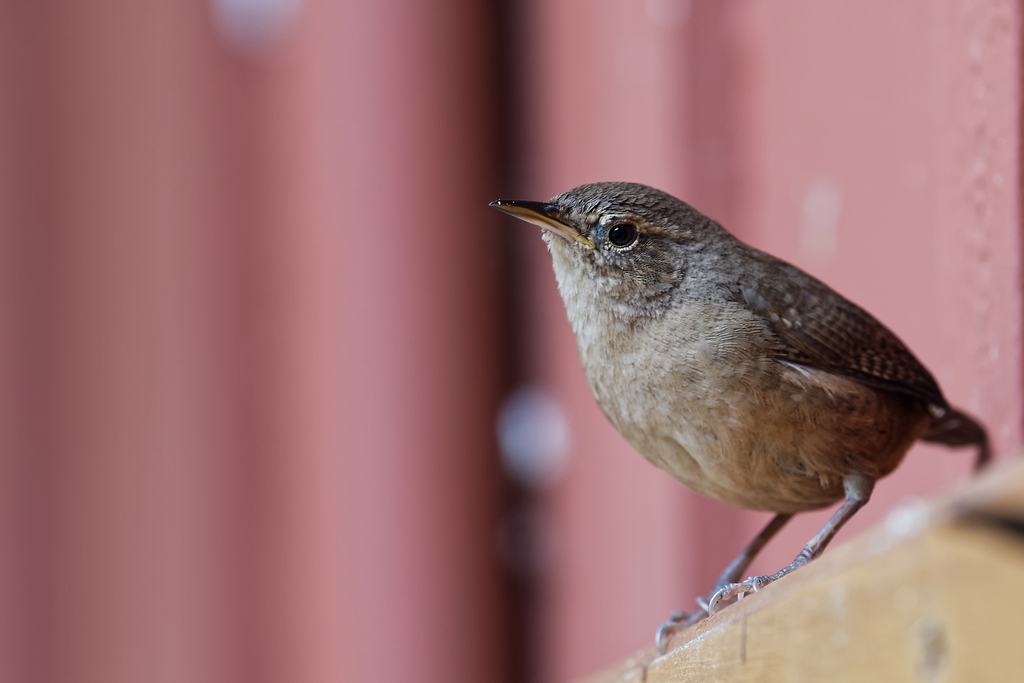 DSC_6124_DxO.JPG