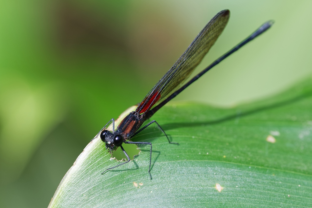 DSC_6147_DxO.JPG