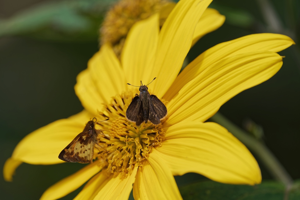 DSC_6150_DxO.JPG