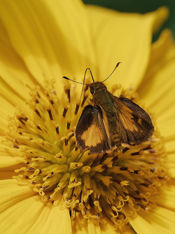 DSC_6164_DxO.JPG