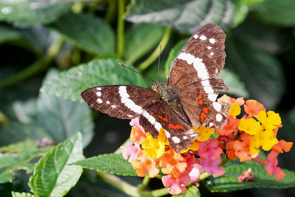 DSC_6172_DxO.JPG